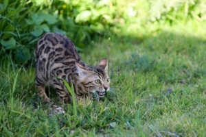 Bengalkatze draußen auf einer Wiese