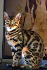 Bengalkatze mit wunderschöner Zeichnung