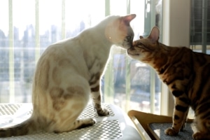 Zwei Bengalkatzen beschnuppern sich